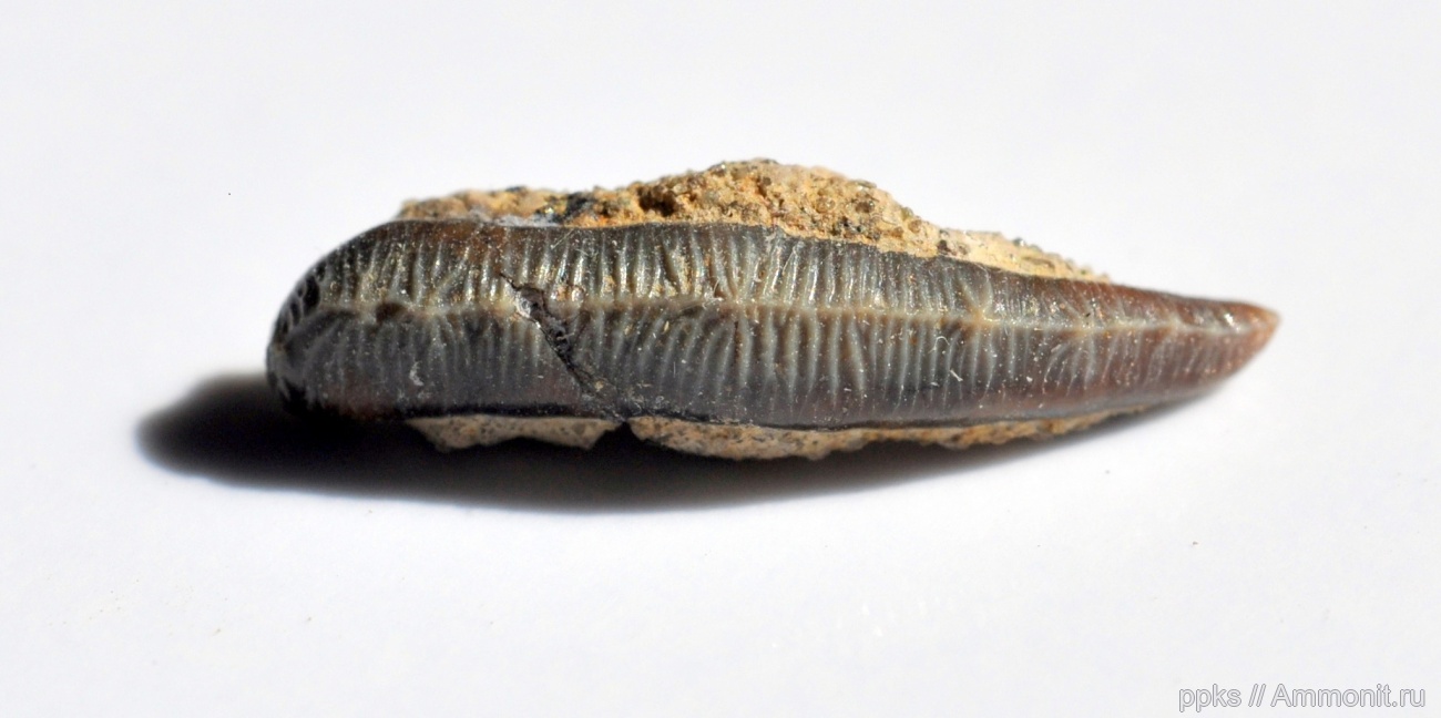 Hybodontiformes Owen, 1846) Отряд Гибодонтообразные, Order